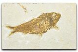 Detailed Fossil Fish (Knightia) - Wyoming #343651-1